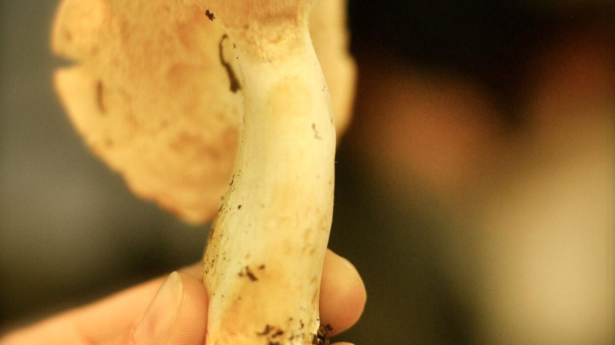 Un polypore « brebis ».