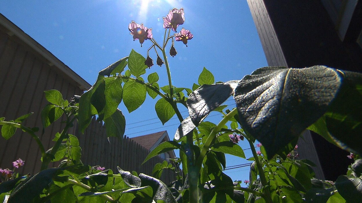 Un plant de pommes de terre en contre-plongée.