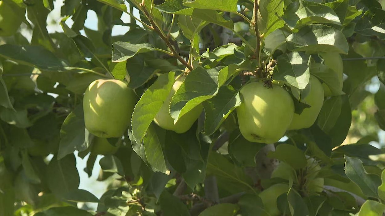 Une meilleure saison des pommes attendue en Nouvelle-Écosse