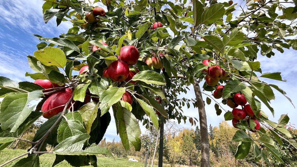 Cultiver des pommes sur la Côte-Nord, un pari audacieux