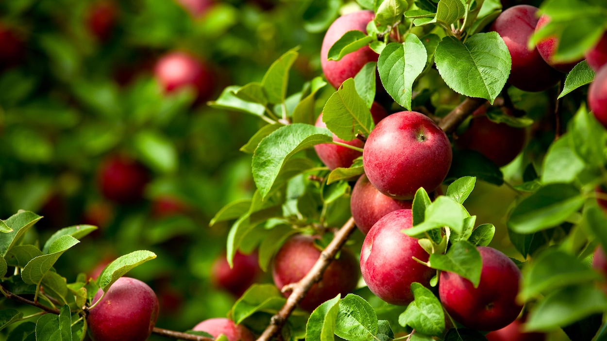 Gros plan sur des pommes rouges dans un arbre.