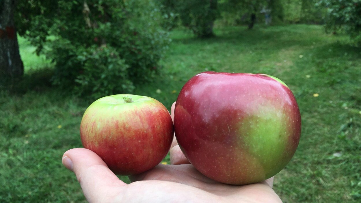Deux pommes dans la paume d'une même main Deux pommes dans la paume d'une même main