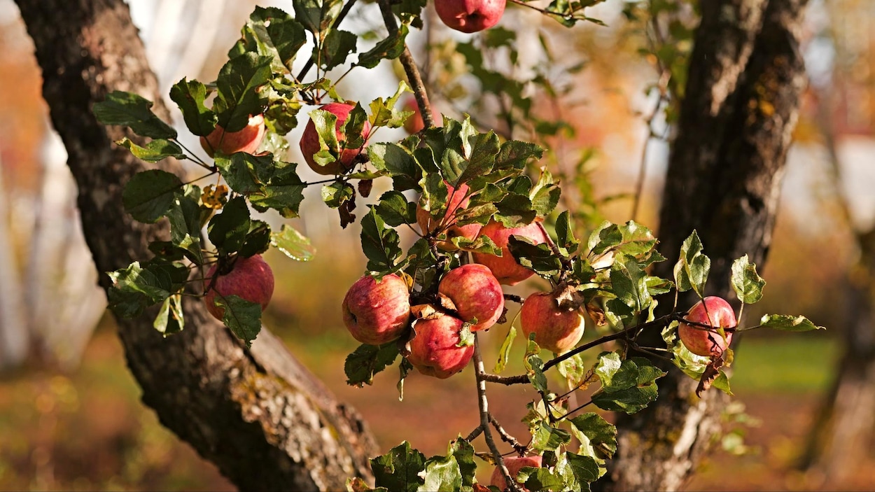 Des cidriculteurs gaspésiens à la recherche de la pomme sauvage parfaite