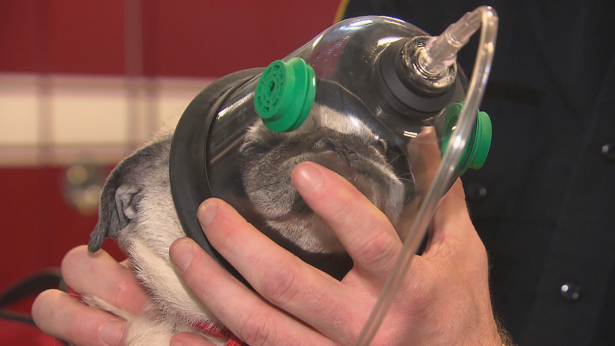 Des masques à oxygène pour animaux à Shawinigan