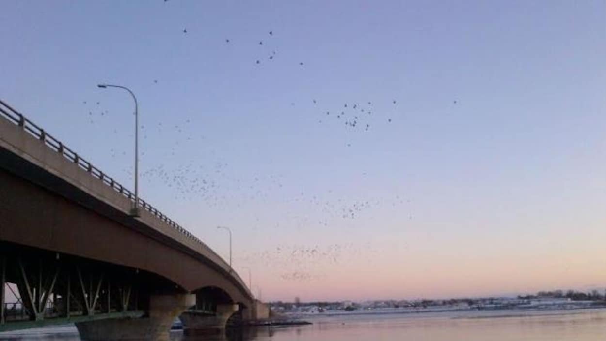 Le pont Hillsborough entre Charlottetown et Stratford, à l'Île-du-Prince-Édouard. Le pont Hillsborough entre Charlottetown et Stratford, à l'Île-du-Prince-Édouard.