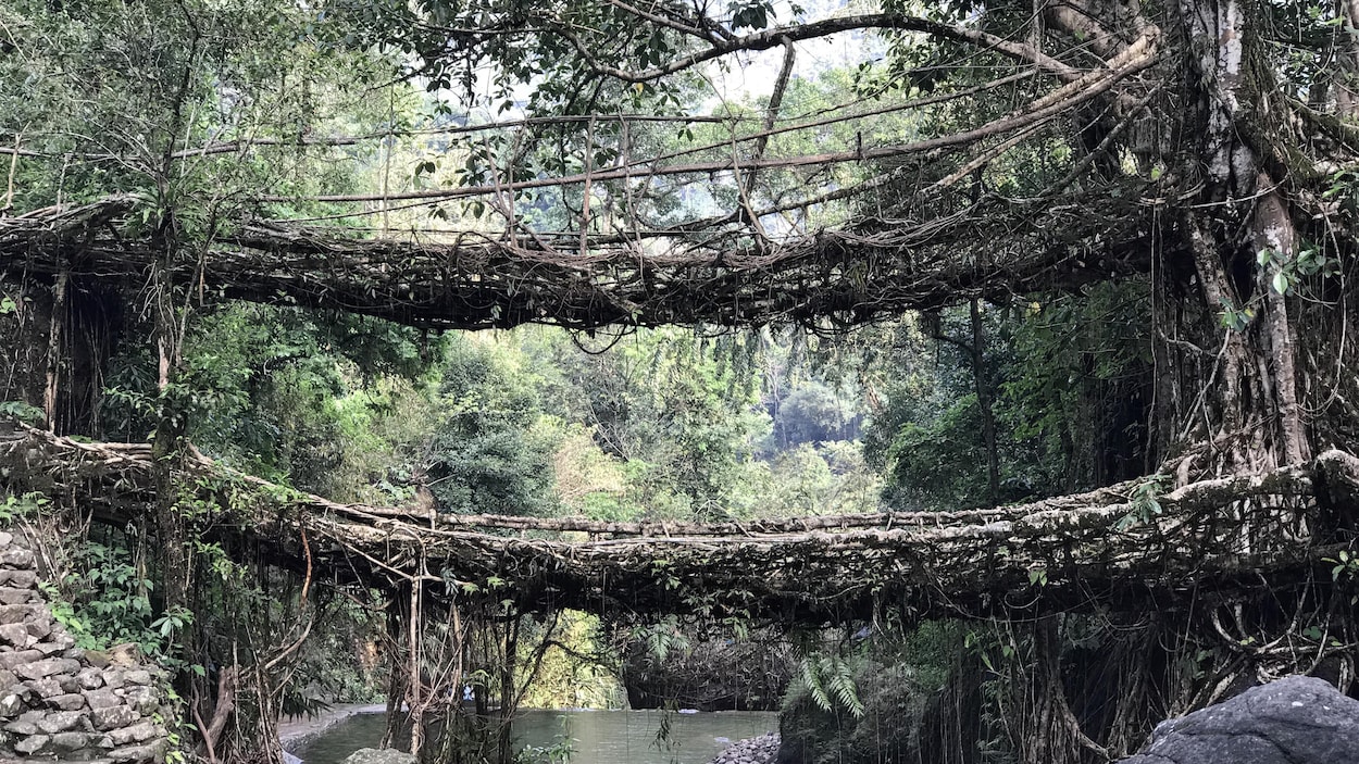 Le double pont de racines du village de Nongriat est une des merveilles architecturales de la tribu khasi. La structure aurait plus de 200 ans.