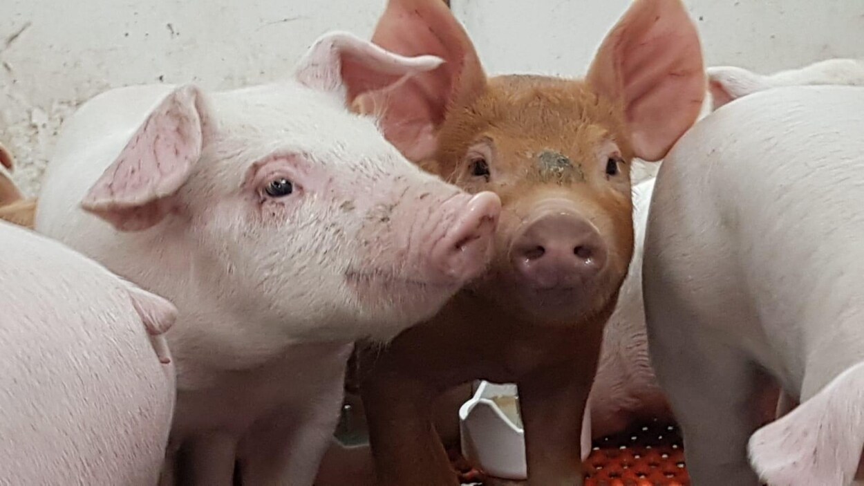 Accord Canada-Chine : entre optimisme et déception chez les producteurs de porcs