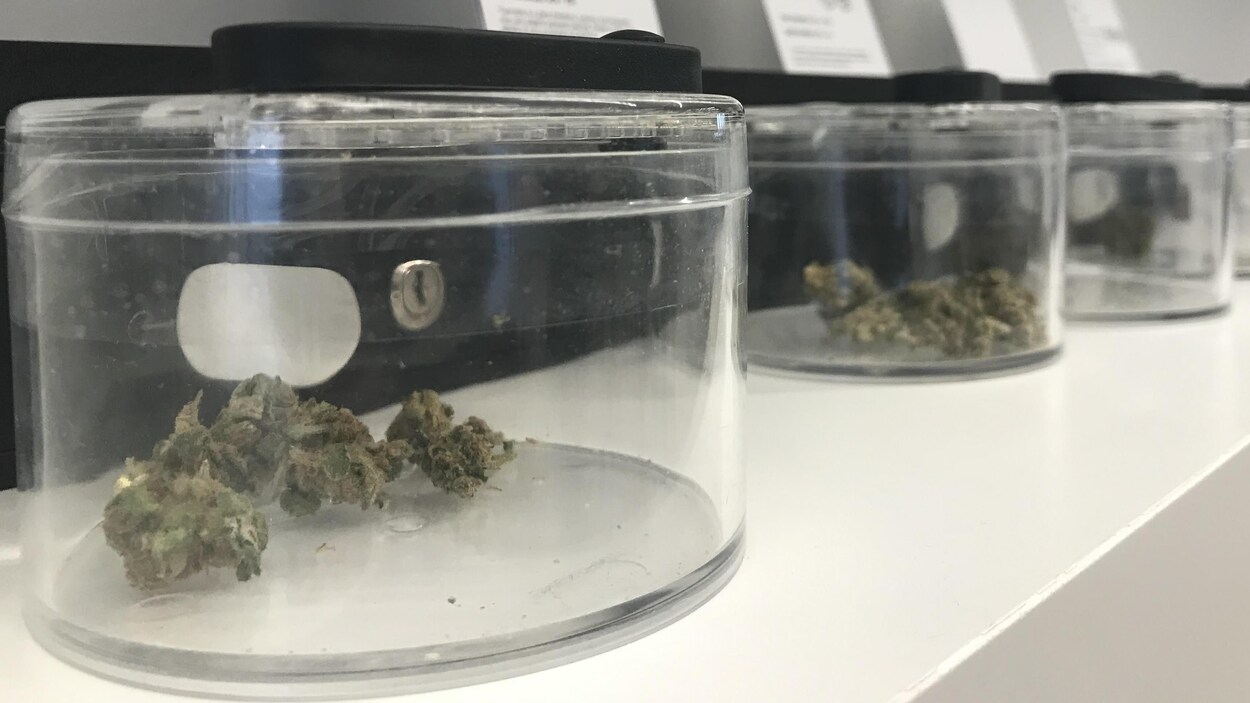 Du cannabis dans des boîtes transparentes