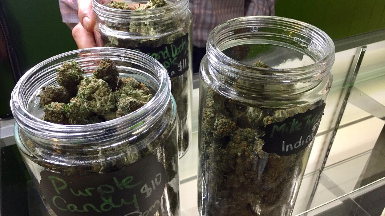 Trois pots contenant de la marijuana
