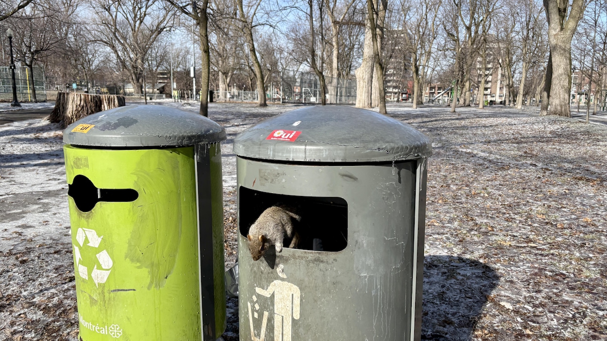 Montréal met aux poubelles son projet pilote au parc La Fontaine