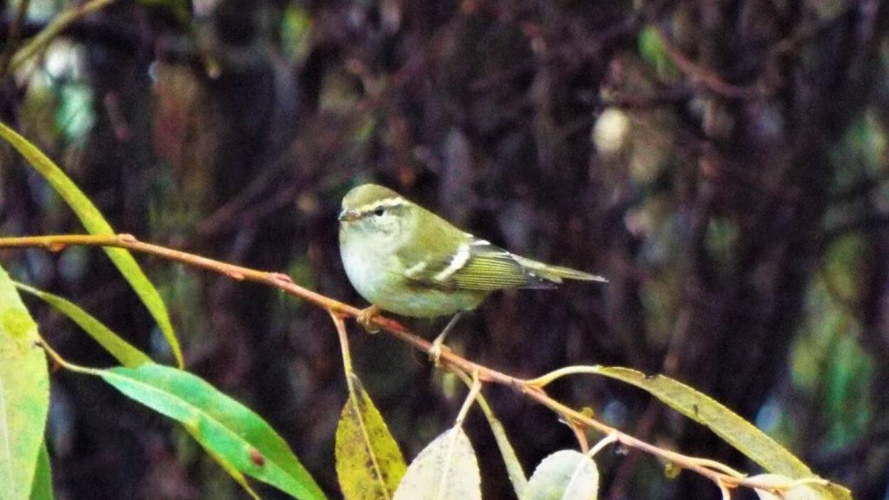 Une Mégarareté Un Oiseau Asiatique Se Retrouve Au