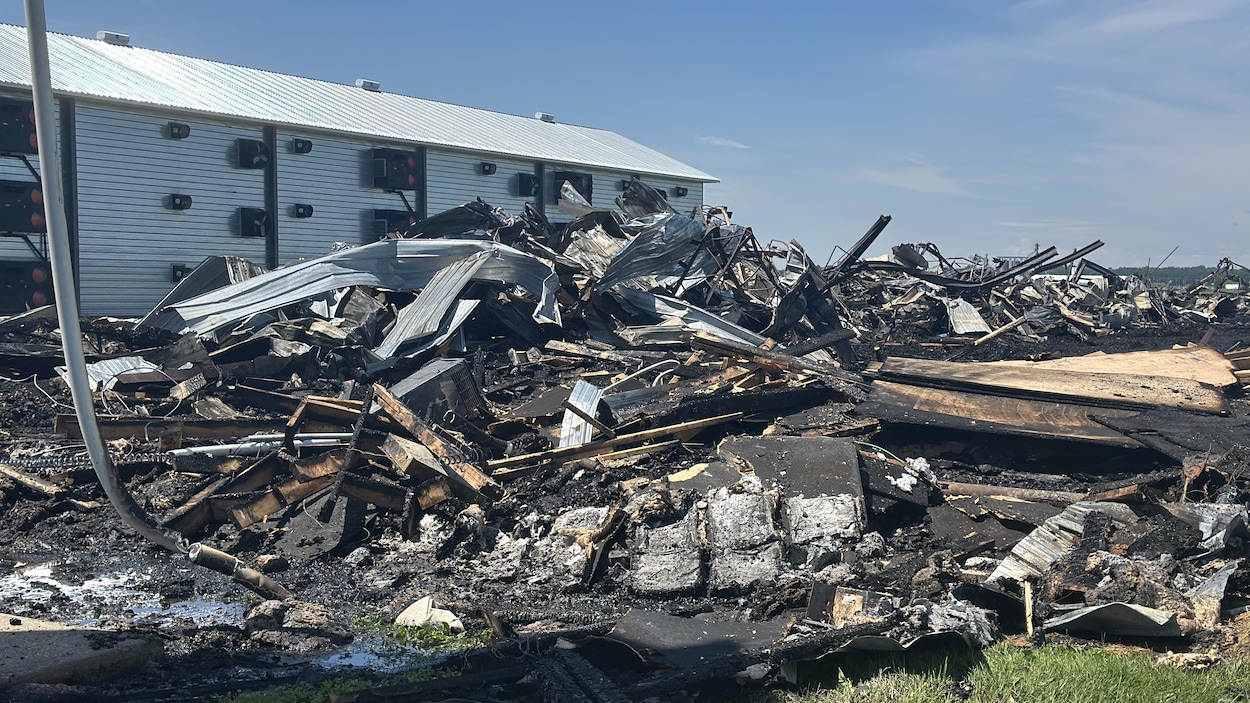 Des dizaines de milliers de poussins périssent dans un incendie