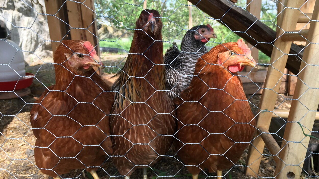 Des Rimouskois Se Mobilisent Pour La Légalisation Des Poules