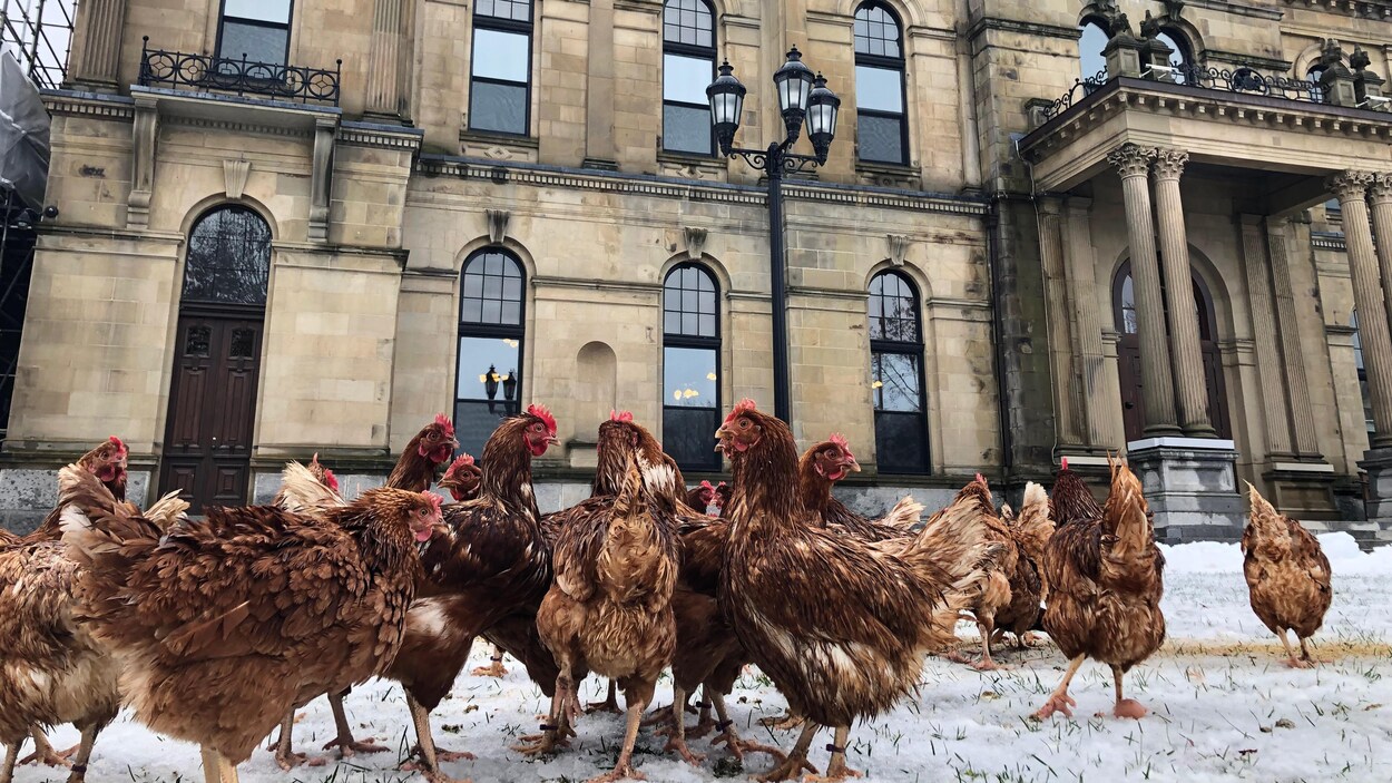 Des poules dans la neige, devant l'Assemblée législative.