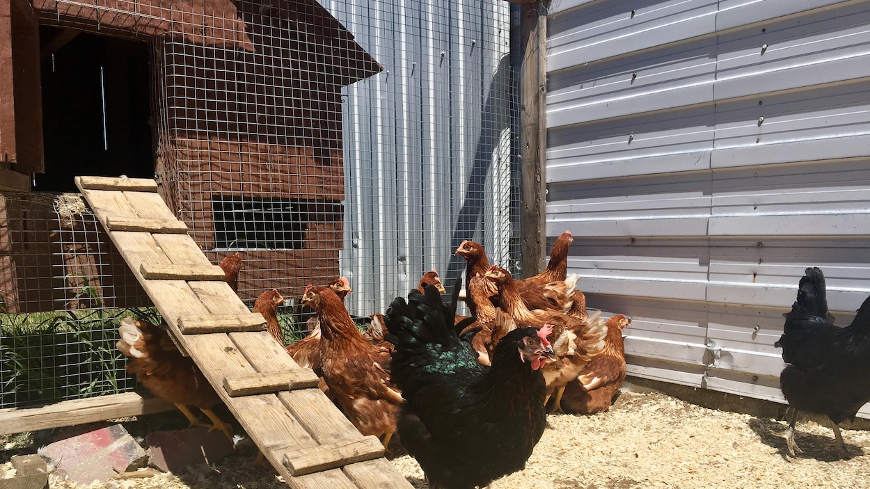 Pénurie De Poules En Mauricie Ici Radio Canadaca