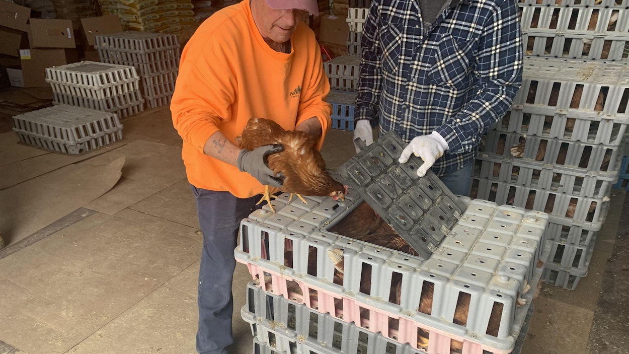 À Pont-Landry, les poules pondeuses ont la cote