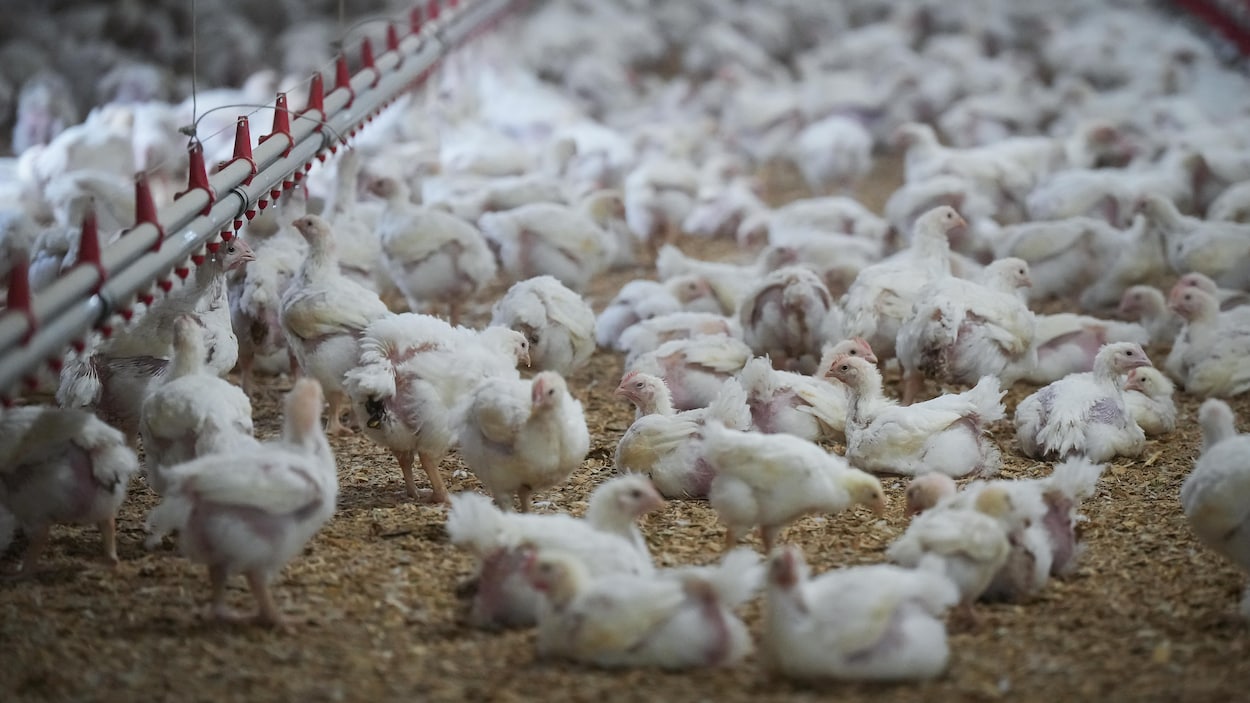 Le nombre de foyers de grippe aviaire en Alberta monte à 15