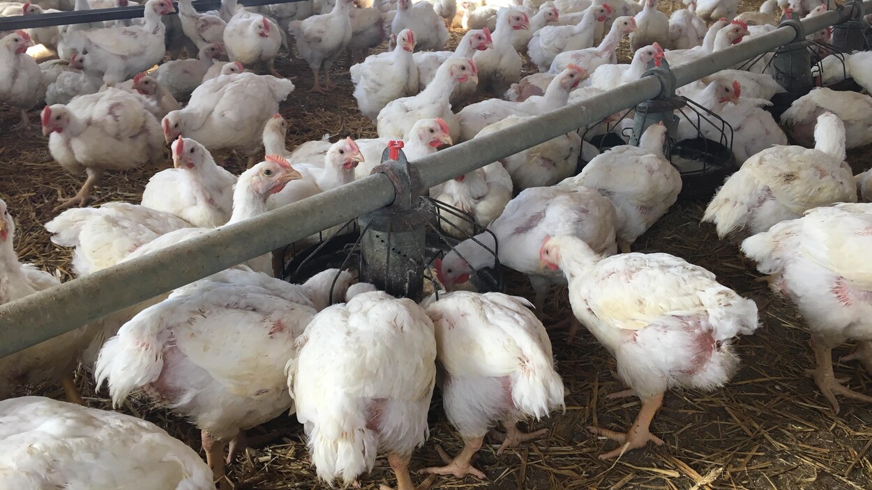 L’abattoir de SaintLucdeVincennes reprend vie RadioCanada