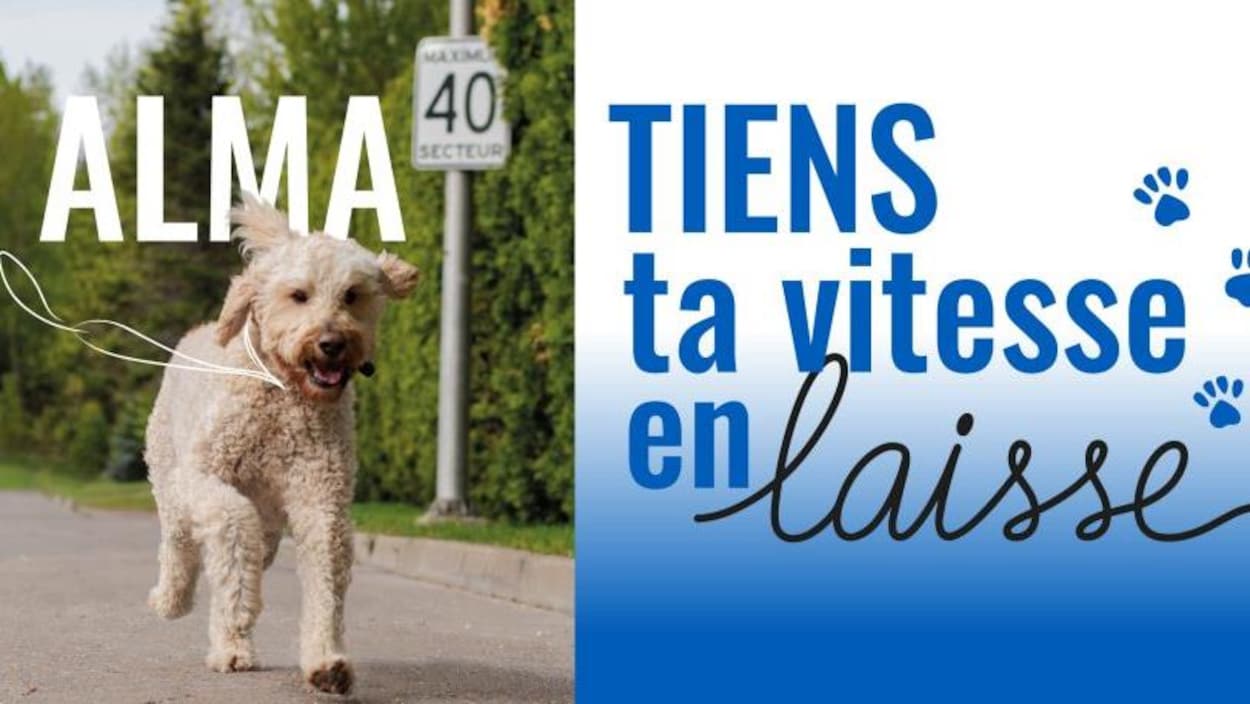 Un chien pour sensibiliser la population à la sécurité routière à Alma
