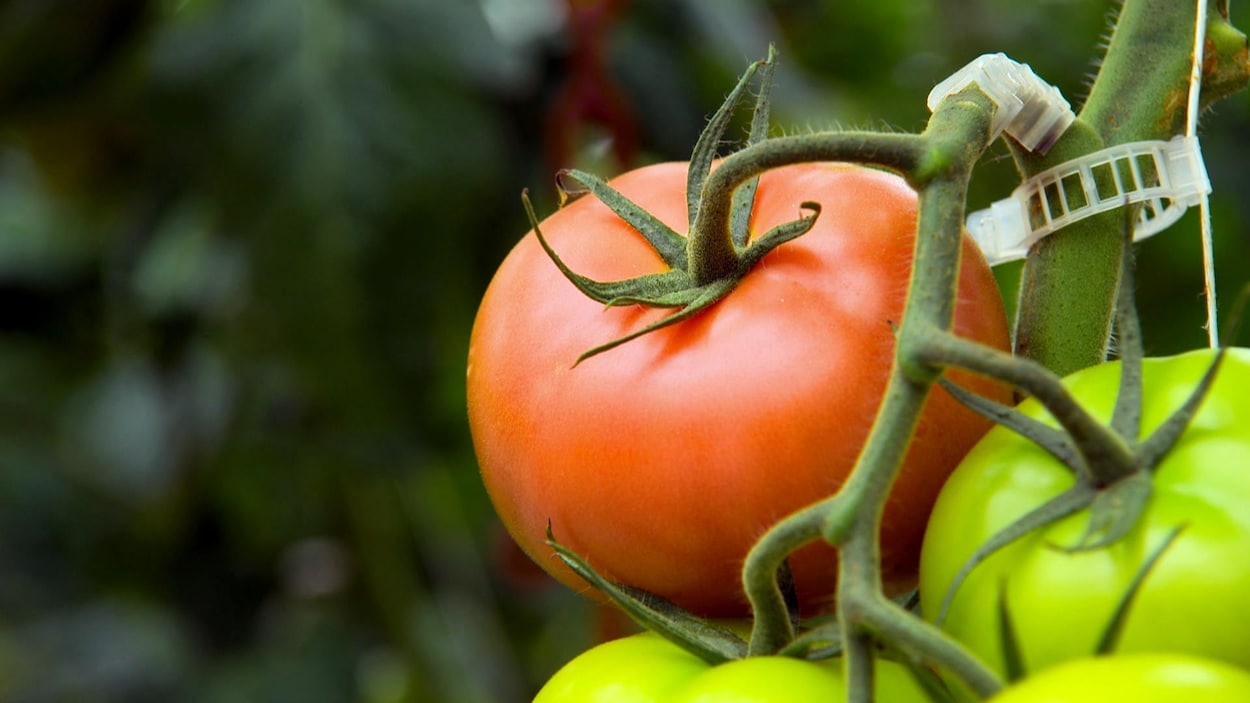 Une tomate de vigne Une tomate de vigne