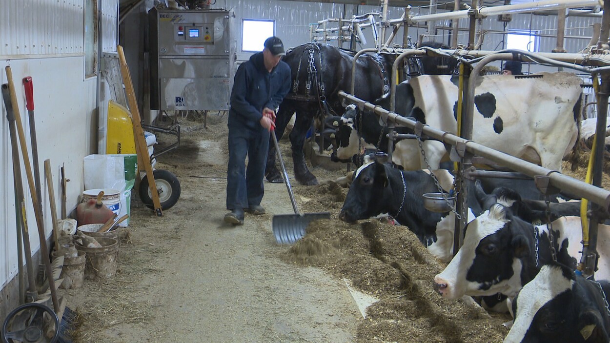 Le producteur laitier Mathieu Filion au travail sur sa ferme laitière Le producteur laitier Mathieu Filion au travail sur sa ferme laitière