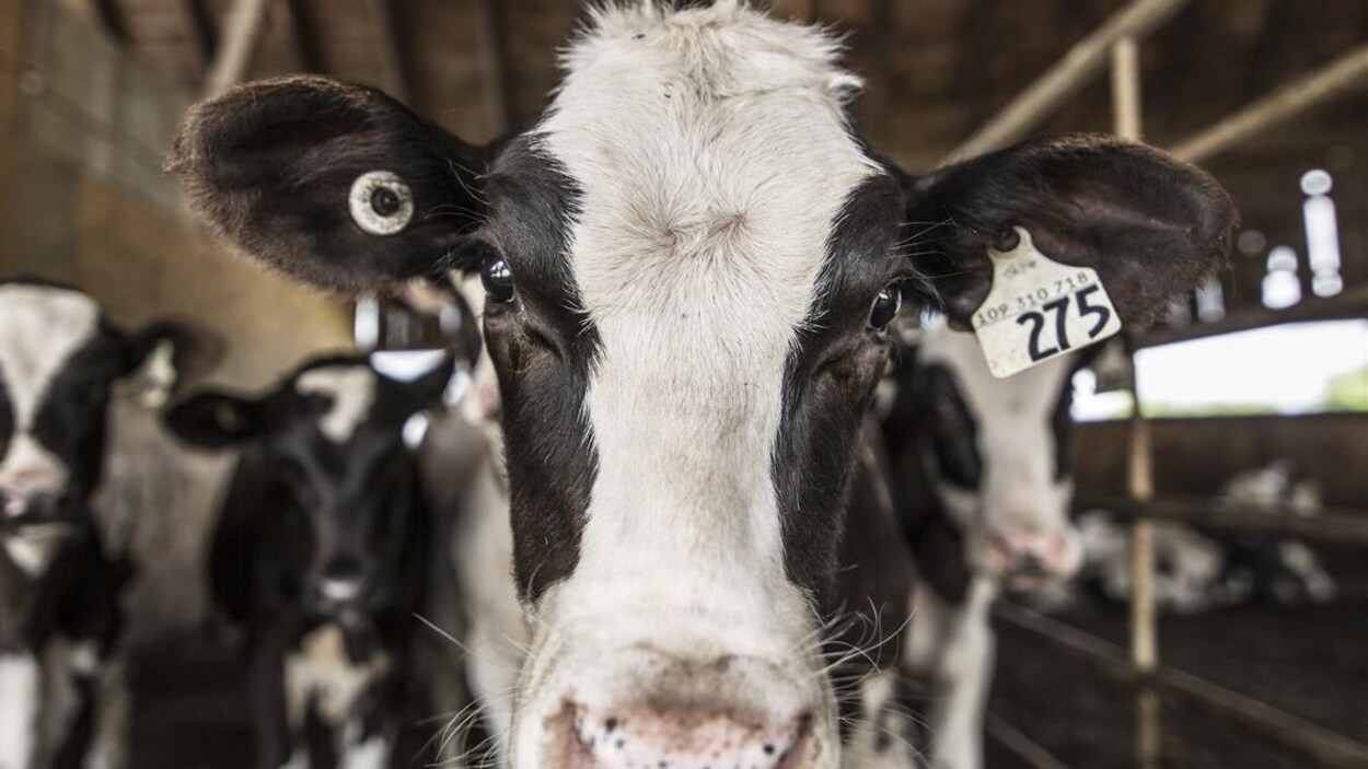 Des vaches noires et blanches dans une étable