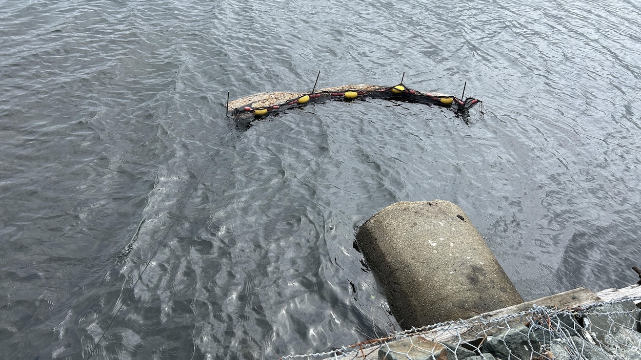 Décontaminer le lac Osisko avec vos cheveux à Rouyn-Noranda