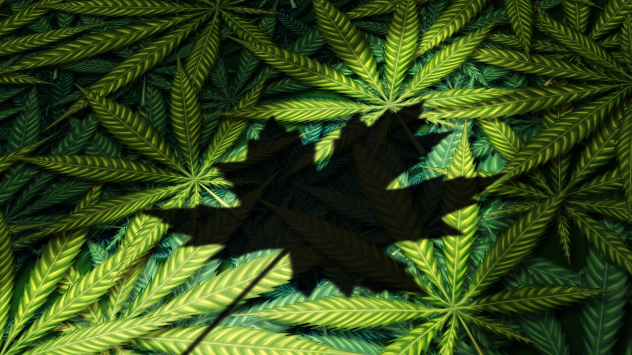 L'ombre de la feuille d'érable sur une image de feuilles de cannabis.