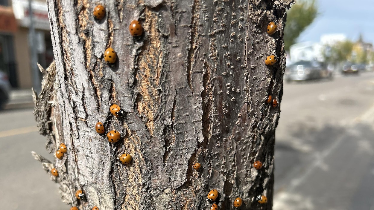 La Saskatchewan connaît une prolifération de coccinelles, selon des experts
