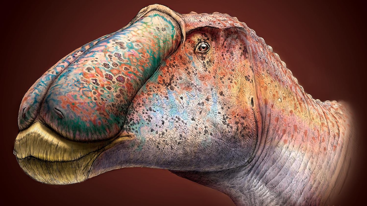 Un dessin en couleur du Prosaurolophus.