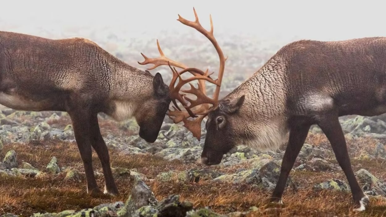 Le caribou de la Porcupine pourrait passer l’hiver aux Territoires du Nord-Ouest
