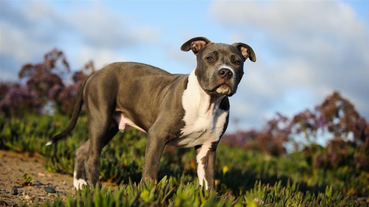 Un pitbull photographié à l'extérieur.