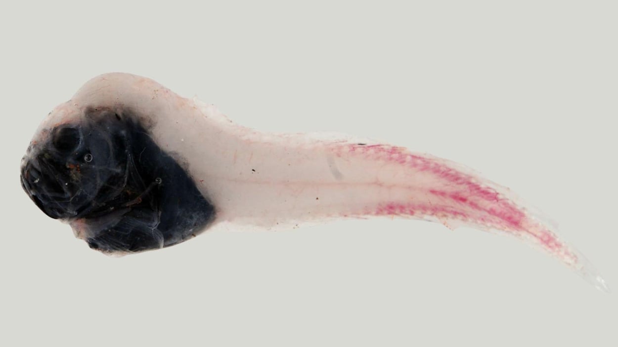 Une espèce de poisson jusqu’alors inconnue découverte au large de la Nouvelle-Écosse