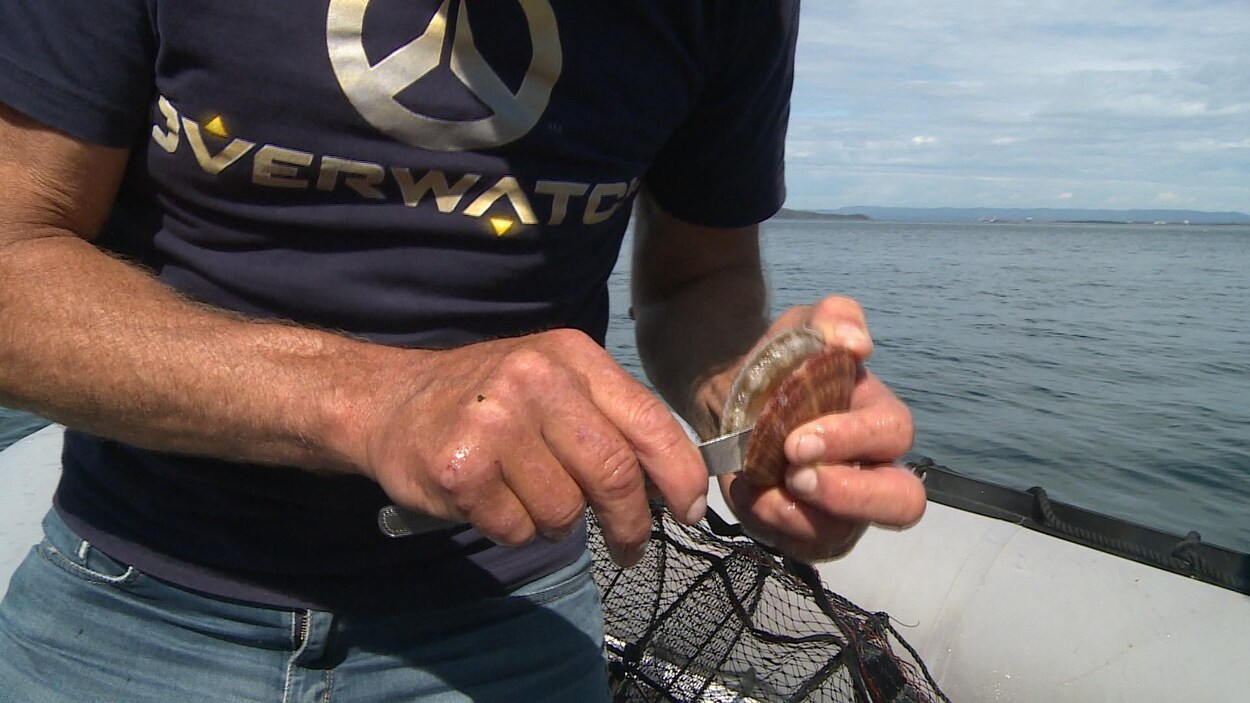 Dans un zodiac, sur l'eau, un homme ouvre un pétoncle avec un couteau.