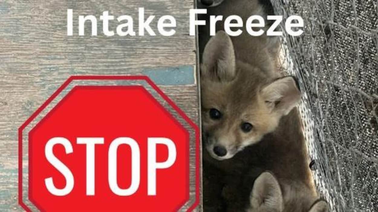 Le centre de sauvetage d’animaux sauvages à Saint-Adolphe annonce sa fermeture