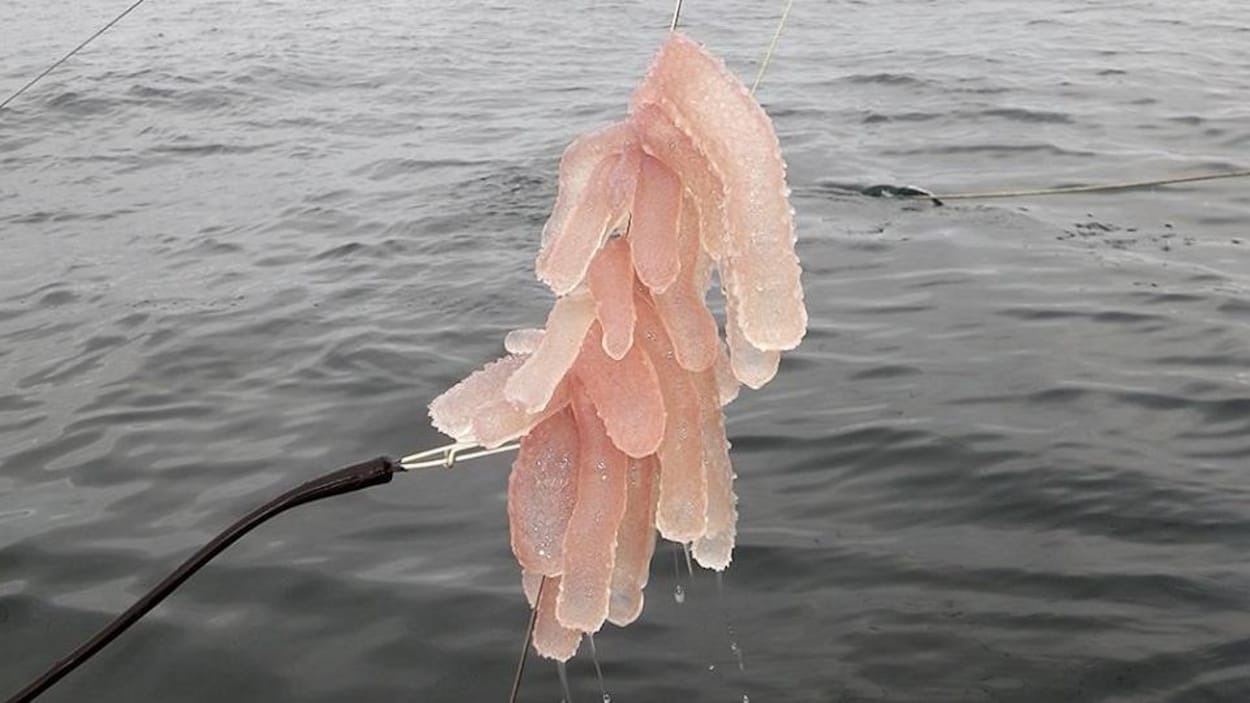 Des pyrosomes repêchés au nord-ouest de la baie de Nootka en Colombie-Britannique Des pyrosomes repêchés au nord-ouest de la baie de Nootka en Colombie-Britannique