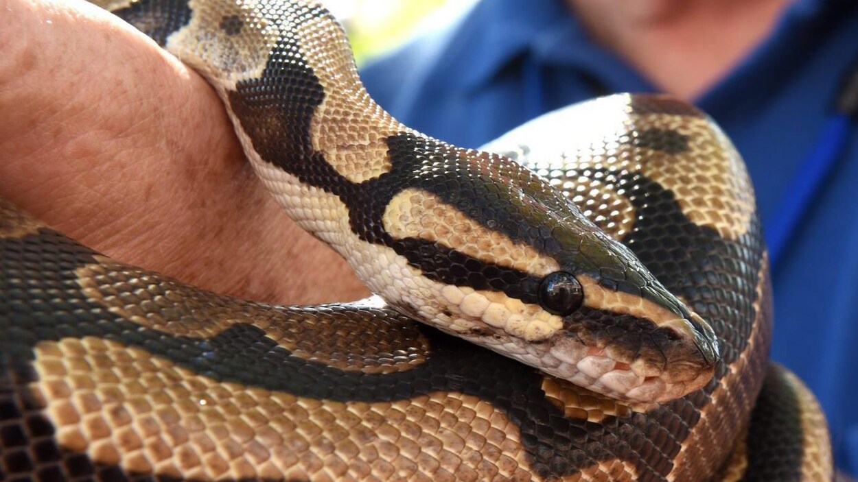 Un gros python entortillé autour du bras d'un homme.