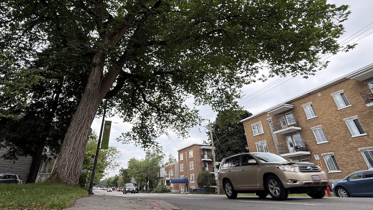 Une cinquantaine d’arbres abattus sur René-Lévesque cet automne