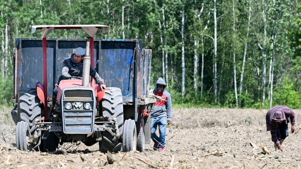 Ententes à l’amiable entre des travailleurs guatémaltèques et la ferme Mileau