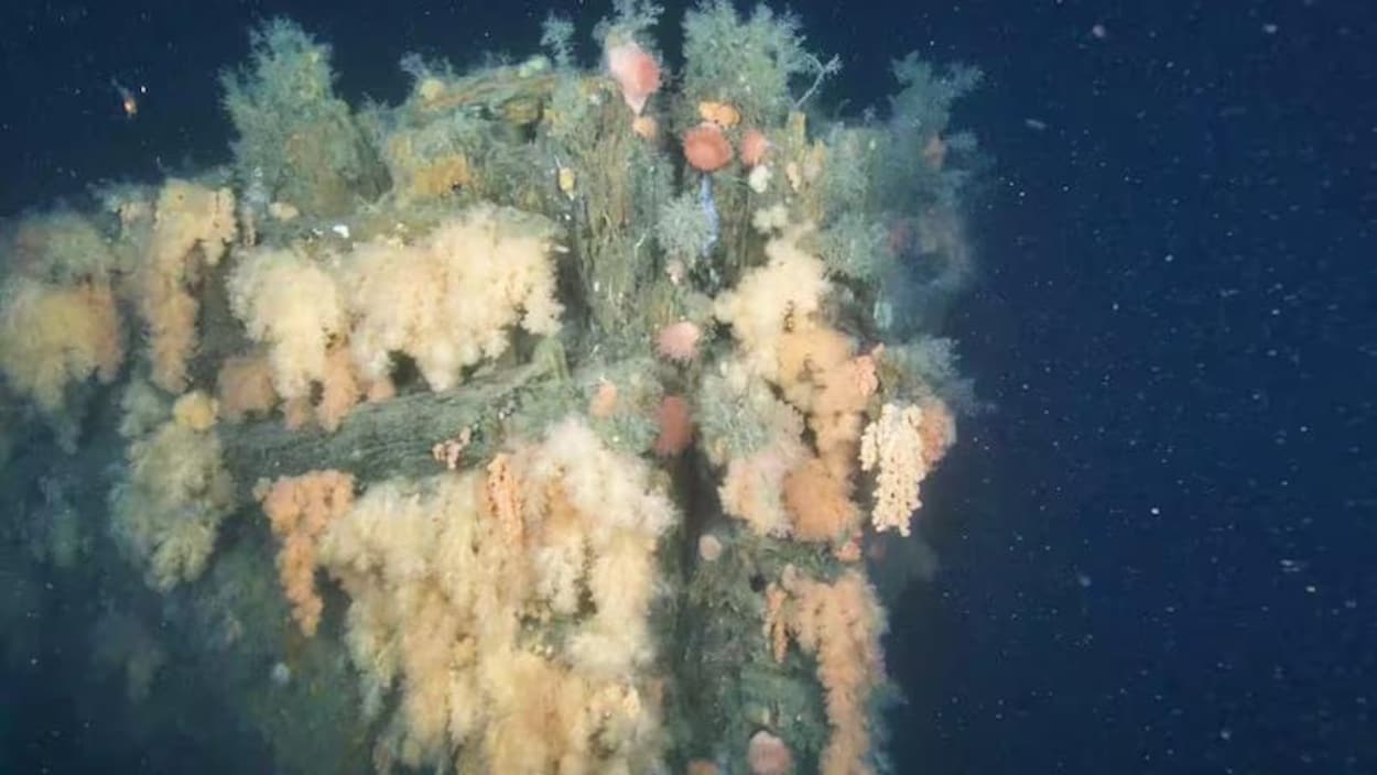 Les premières images d’une épave historique dévoilées