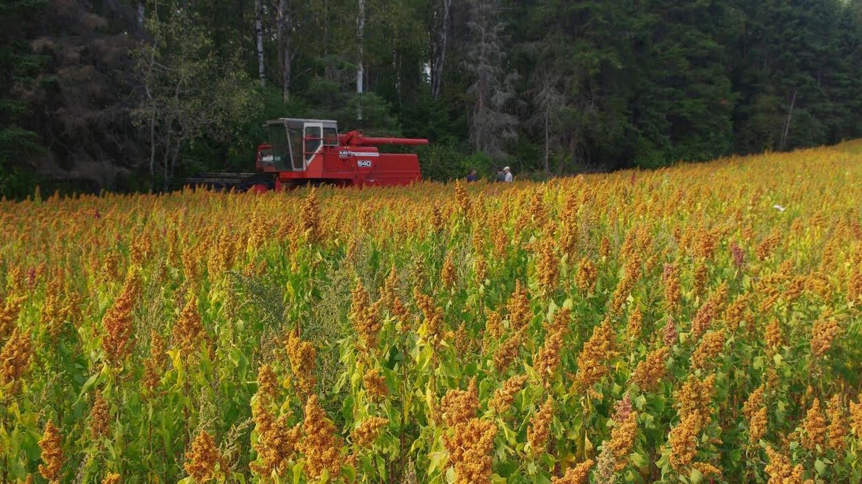 champ de quinoa