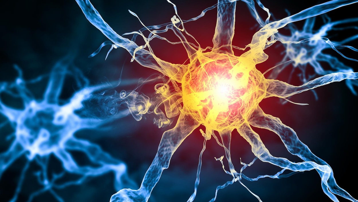 lIlustration d'une cellule qui transmet un influx nerveux.