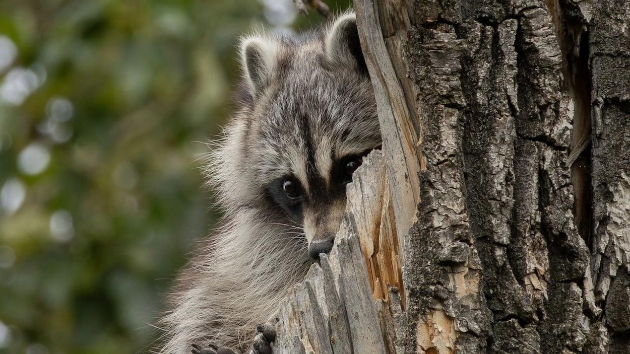 La rage du raton laveur se rapproche de l’est ontarien