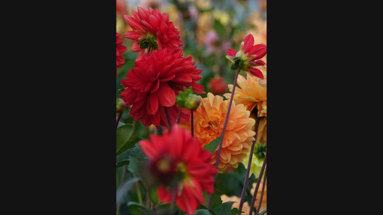 Quels impacts ont les tarifs sur les producteurs de fleurs?