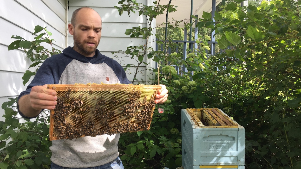 Un apiculteur tient un cadre de ruche rempli d'abeilles.