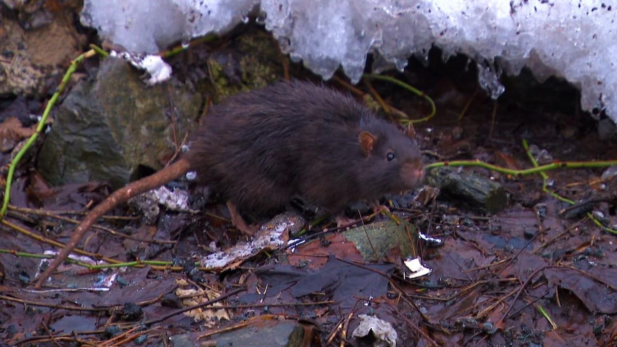 Prolifération des rats à Halifax : un combat perdu d’avance?