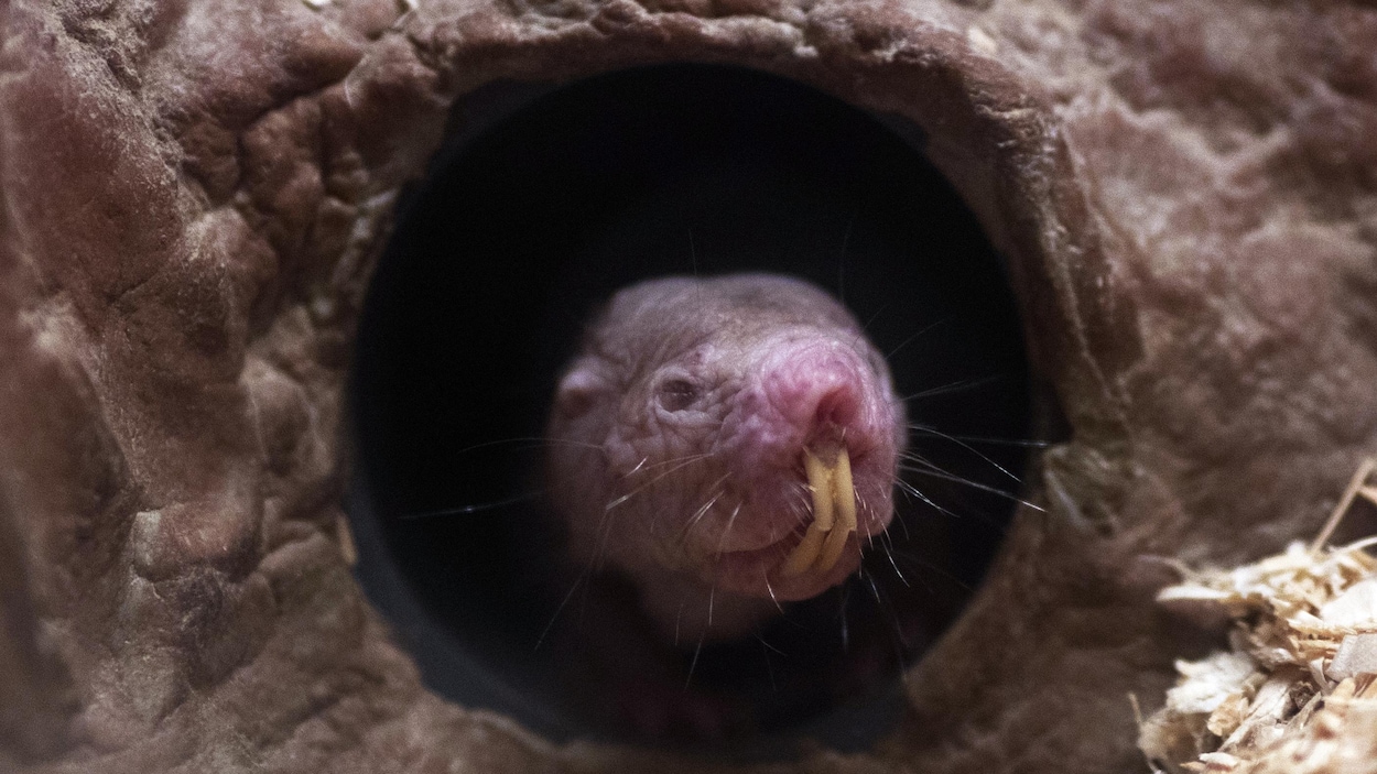 Le rat-taupe nu livre un des secrets de sa longévité