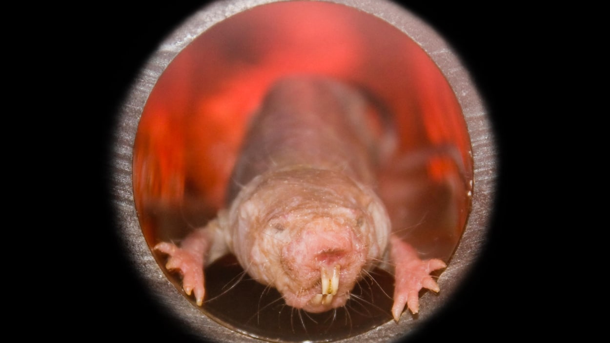 Photo d'un rat-taupe nu (Heterocephalus glaber)