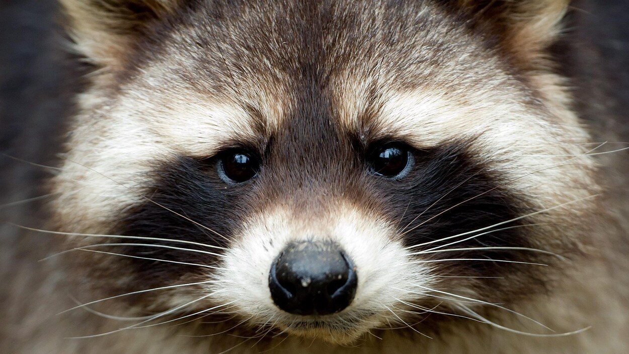 Un raton laveur. Un raton laveur.