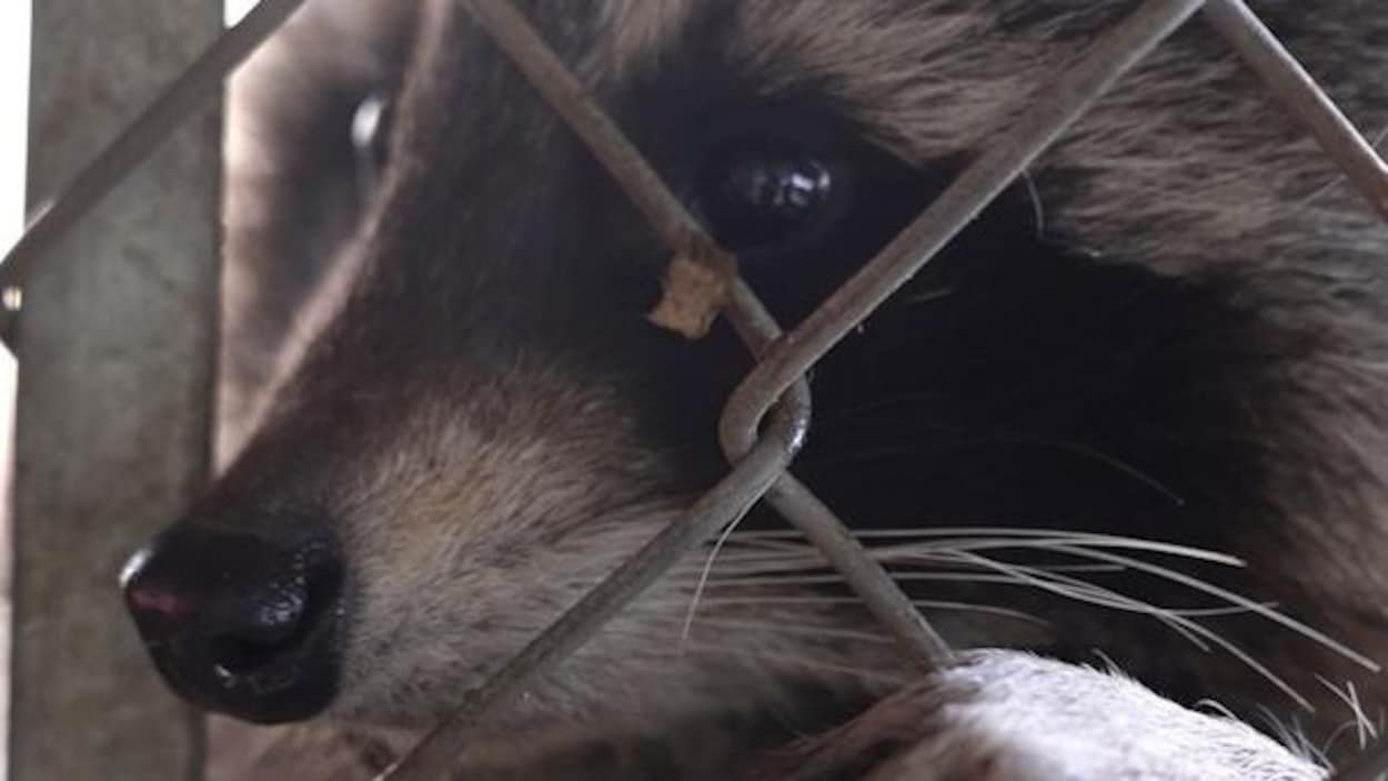 On a visité un refuge pour animaux sauvages en détresse
